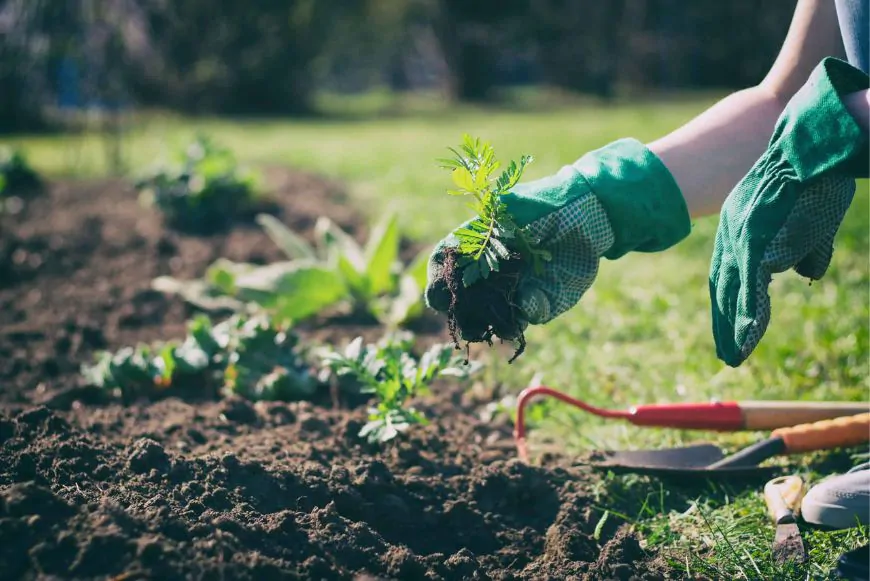 Optimisez l'irrigation de votre jardin avec une pompe de surface verticale !