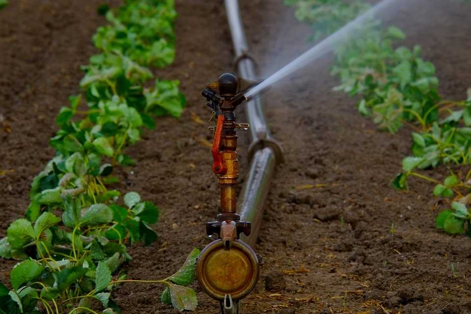 Utilisez les pompes de surface solaires pour l'irrigation de vos cultures